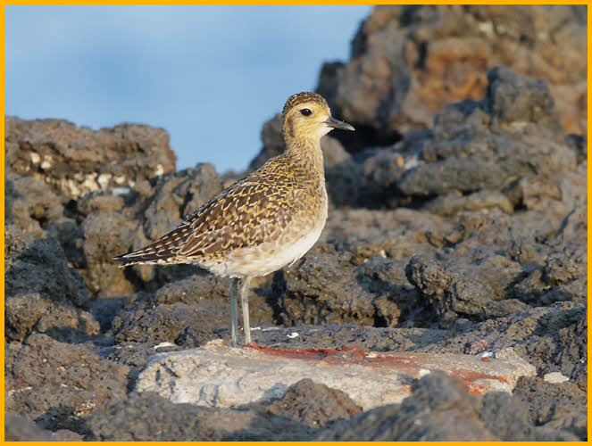 Pacific Golden-Plover