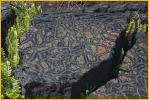 Elephant Skin