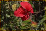 Red Hibiscus