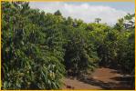 Coffee Plants