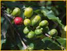 Coffee Beans on the Plant