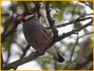 Java Sparrow