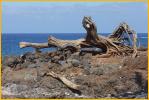 Driftwood