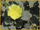 Yellow Hibiscus