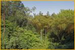 Rain Forest