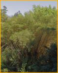 Bamboo