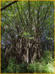 Banyan Tree