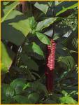 Fire-Cracker Heliconia