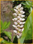 Shell Ginger