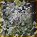Cat's Whiskers