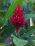 Red Ginger