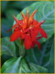 Flowering Ginger