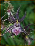 Miltonia Orchid