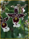 Orchid