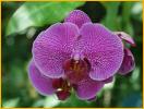 Purple Phalaenopsis Orchid