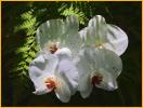 White Phalaenopsis Orchids