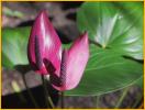Purple Anthurium