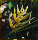 Yellow Heliconia