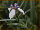 Marcia Iris