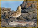 Pacific Golden-Plover