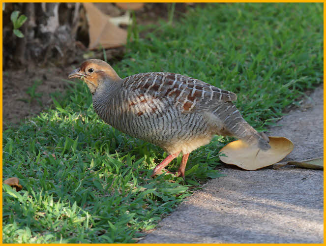 Gray Francolin