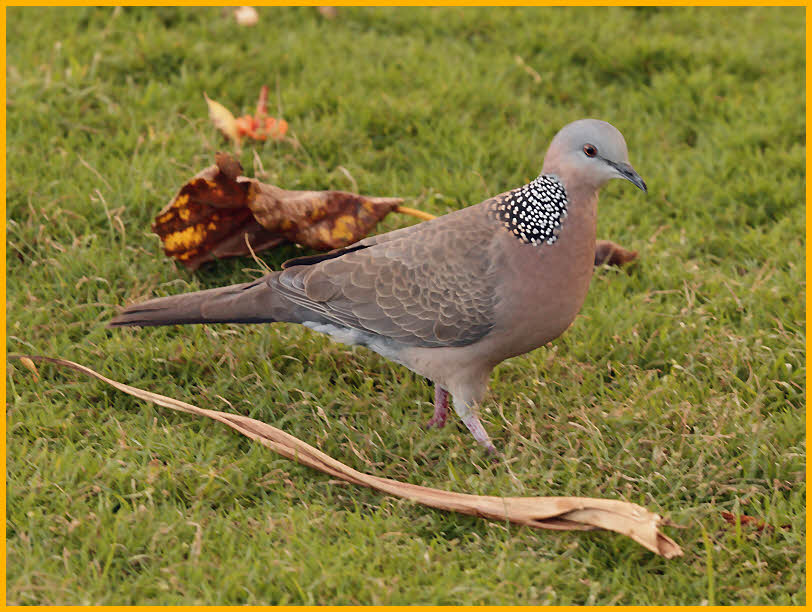 Spotted Dove