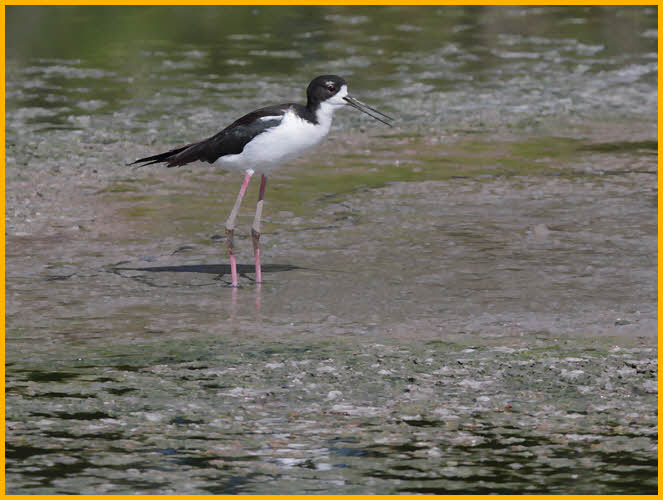 Hawaiian Black-necked Stilt