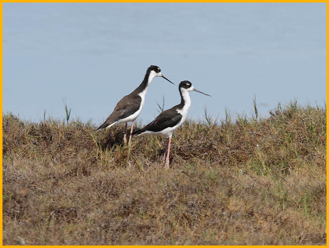 Male and Female Hawaiian<BR>Black-necked Stilts