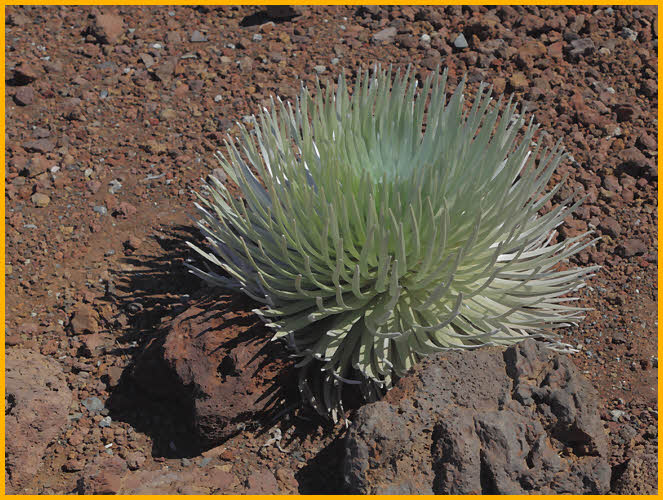 Haleakala Silversword