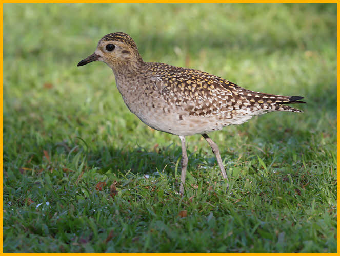 Pacific Golden-Plover