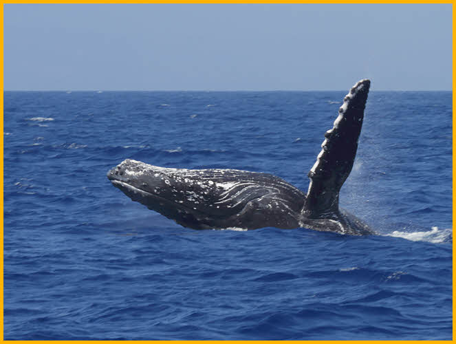 Humpback Whale