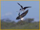 Hawaiian Black-necked Stilts