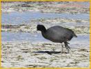 Hawaiian Coot