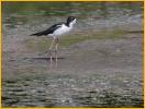 Hawaiian Black-necked Stilt