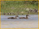 Hawaiian Ducks