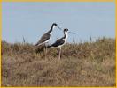 Male and Female Hawaiian<BR>Black-necked Stilts