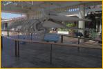 Whale Skeleton