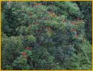 African Tulip Tree