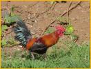 Red Junglefowl