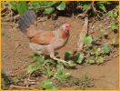 Female Red Junglefowl