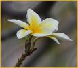 White Plumeria