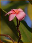 Pink Plumeria