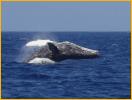 Humpback Whale