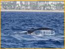 Humpback Whale's Tail