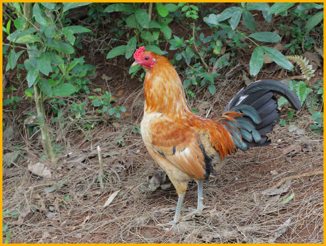 Red Junglefowl