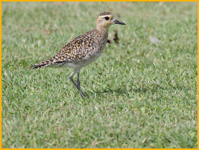 Pacific Golden-Plover