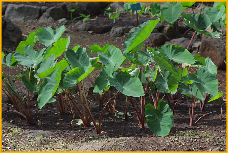 Taro Plant
