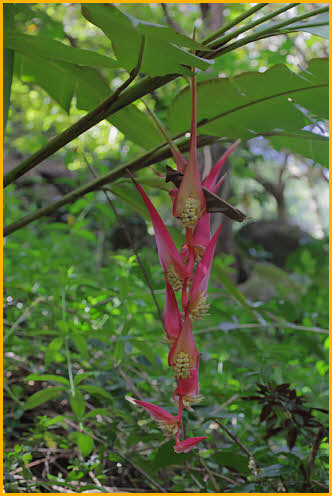 Heliconia Colgantea