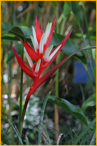 Christmas Heliconia