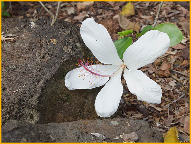 White Hibiscus